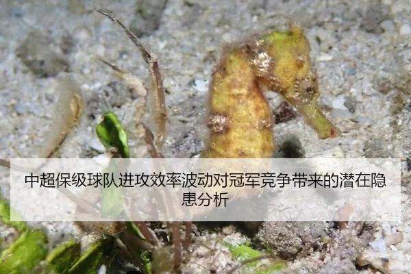 中超保级球队进攻效率波动对冠军竞争带来的潜在隐患分析